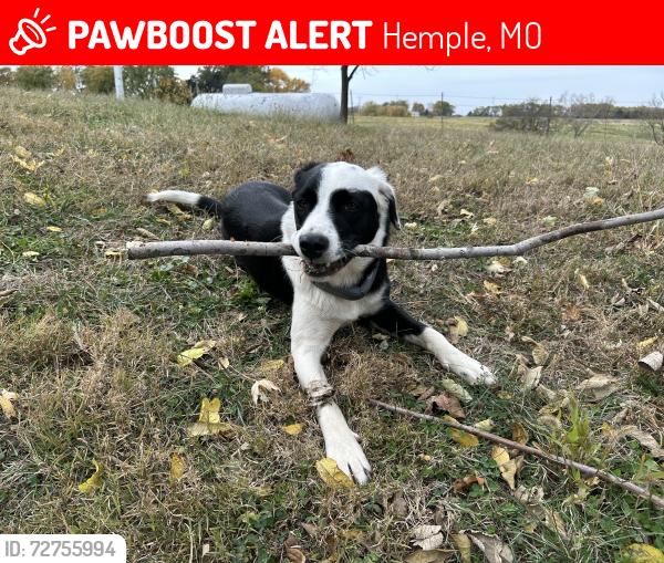 Lost Female Dog last seen County line road, Hemple, MO 64490