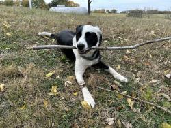 Lost Female Dog last seen County line road, Hemple, MO 64490