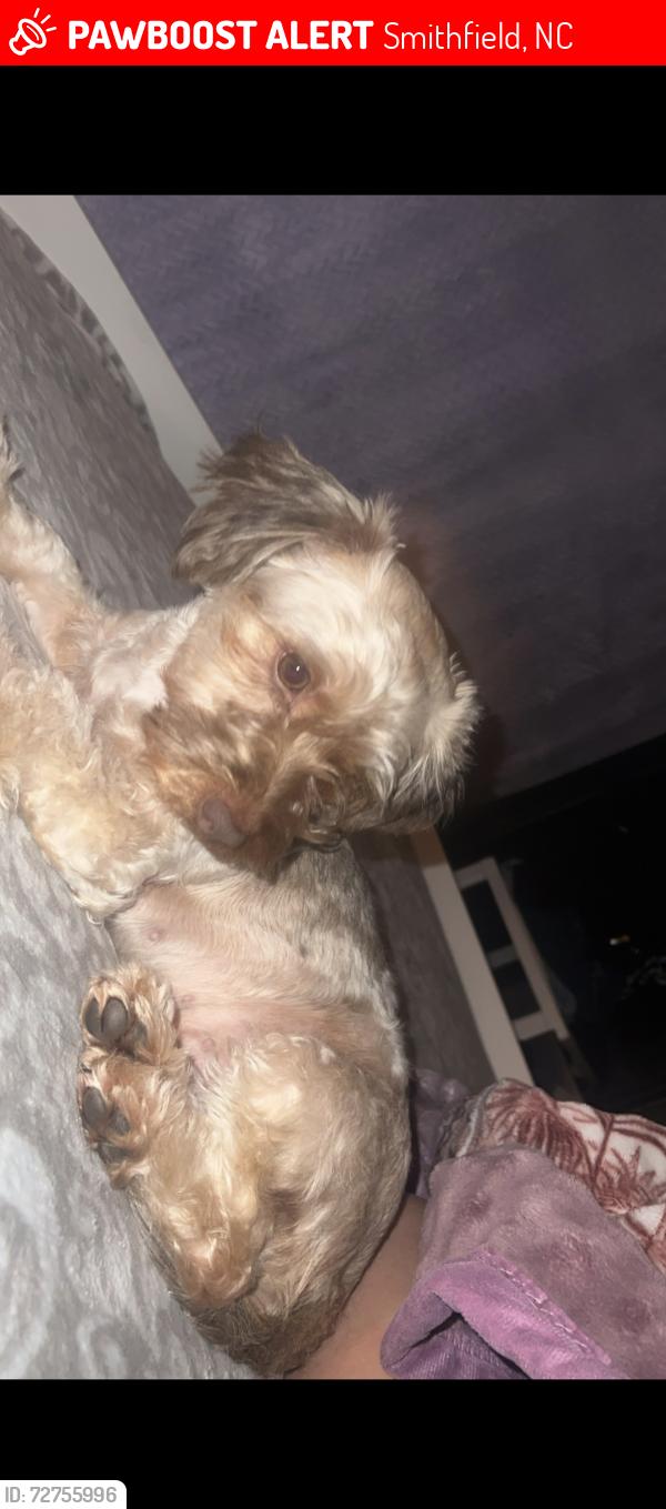 Lost Female Dog last seen US 301 Hwy S, Smithfield , Smithfield, NC 27577