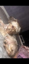 Lost Female Dog last seen US 301 Hwy S, Smithfield , Smithfield, NC 27577