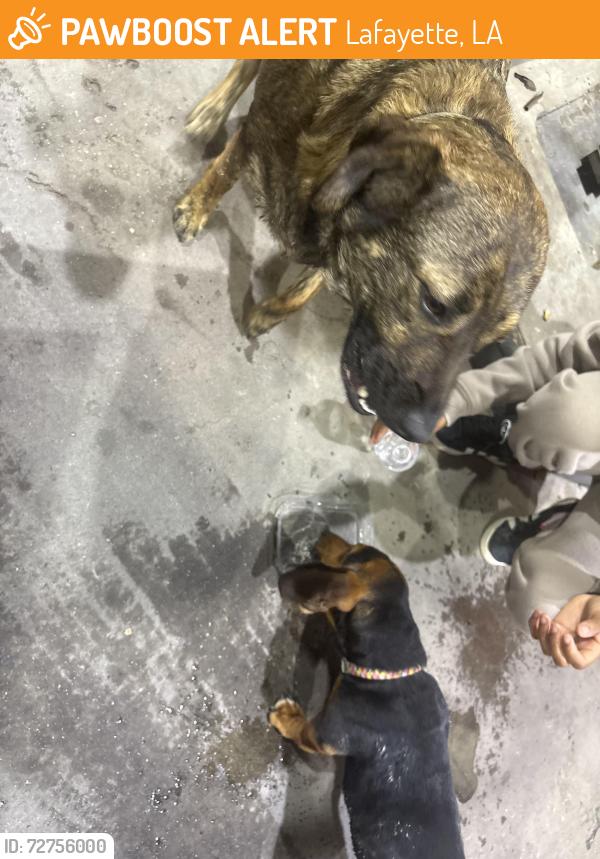 Found/Stray Unknown Dog last seen Moss st, Lafayette, LA 70501