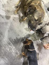 Found/Stray Unknown Dog last seen Moss st, Lafayette, LA 70501