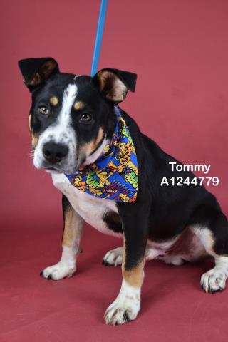 Shelter Stray Male Dog last seen Near BLOCK JEWETTA AVE, BAKERSFIELD CA 93312, Bakersfield, CA 93308