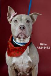 Shelter Stray Female Dog last seen Near BLOCK RAY ST, BAKERSFIELD CA 93308, Bakersfield, CA 93308
