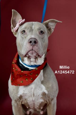 Shelter Stray Female Dog last seen Near BLOCK RAY ST, BAKERSFIELD CA 93308, Bakersfield, CA 93308