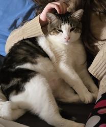 Lost Male Cat last seen Skinner Mill and boyscout , Augusta, GA 30909