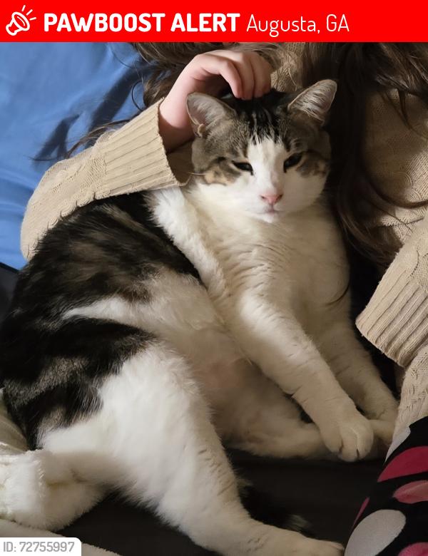 Lost Male Cat last seen Skinner Mill and boyscout , Augusta, GA 30909