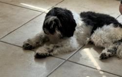 Lost Male Dog last seen By Fair Crest Trl & Brook Meadow Dr, Forney, TX 75126