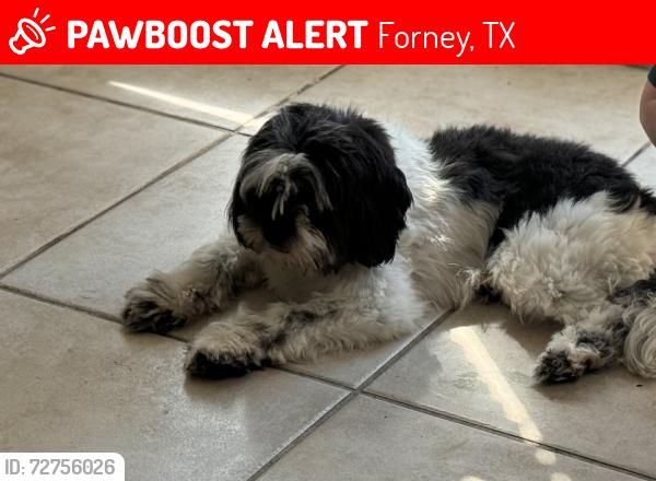 Lost Male Dog last seen By Fair Crest Trl & Brook Meadow Dr, Forney, TX 75126