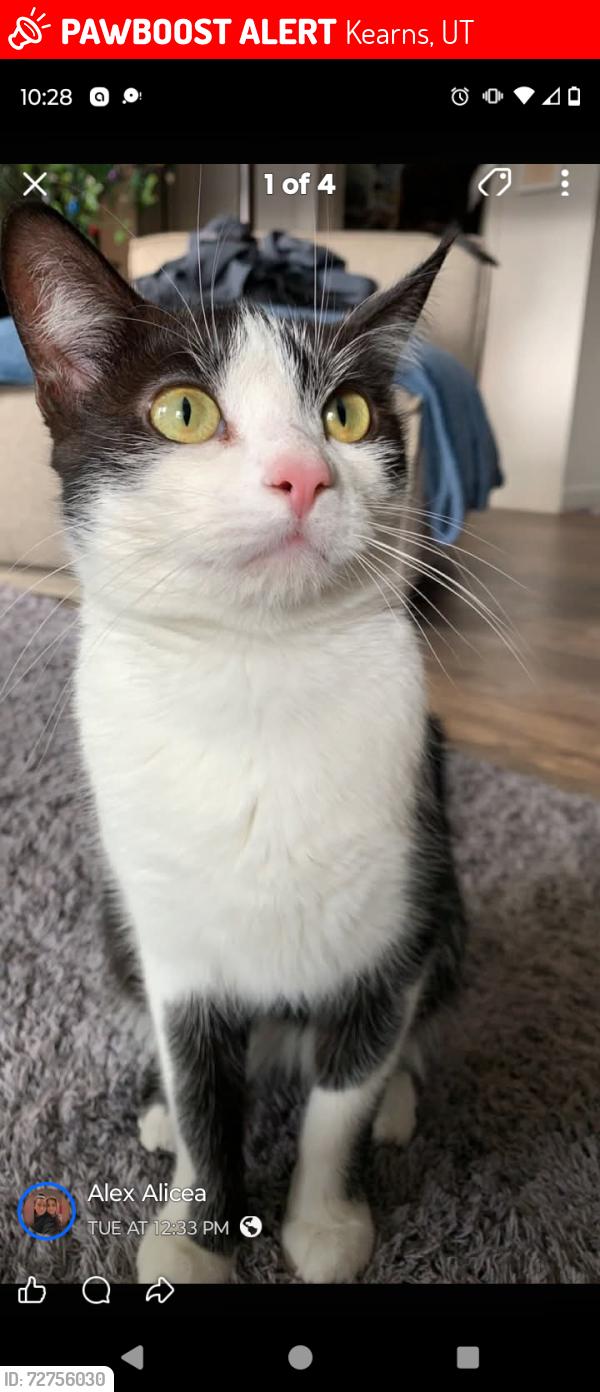 Lost Female Cat last seen Aries drive and zodiac drive , Kearns, UT 84118