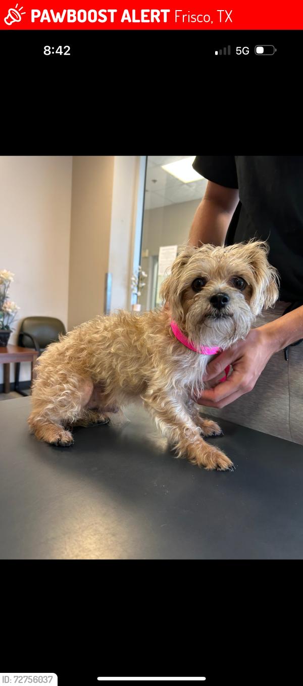 Lost Male Dog last seen in trailer park neighborhood, Frisco, TX 75034