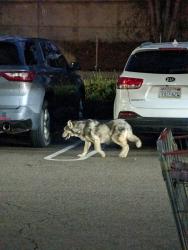 Found/Stray Male Dog last seen Costco Norwalk, Parking lot , Norwalk, CA 90650