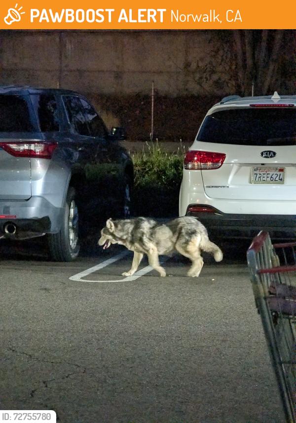 Found/Stray Male Dog last seen Costco Norwalk, Parking lot , Norwalk, CA 90650