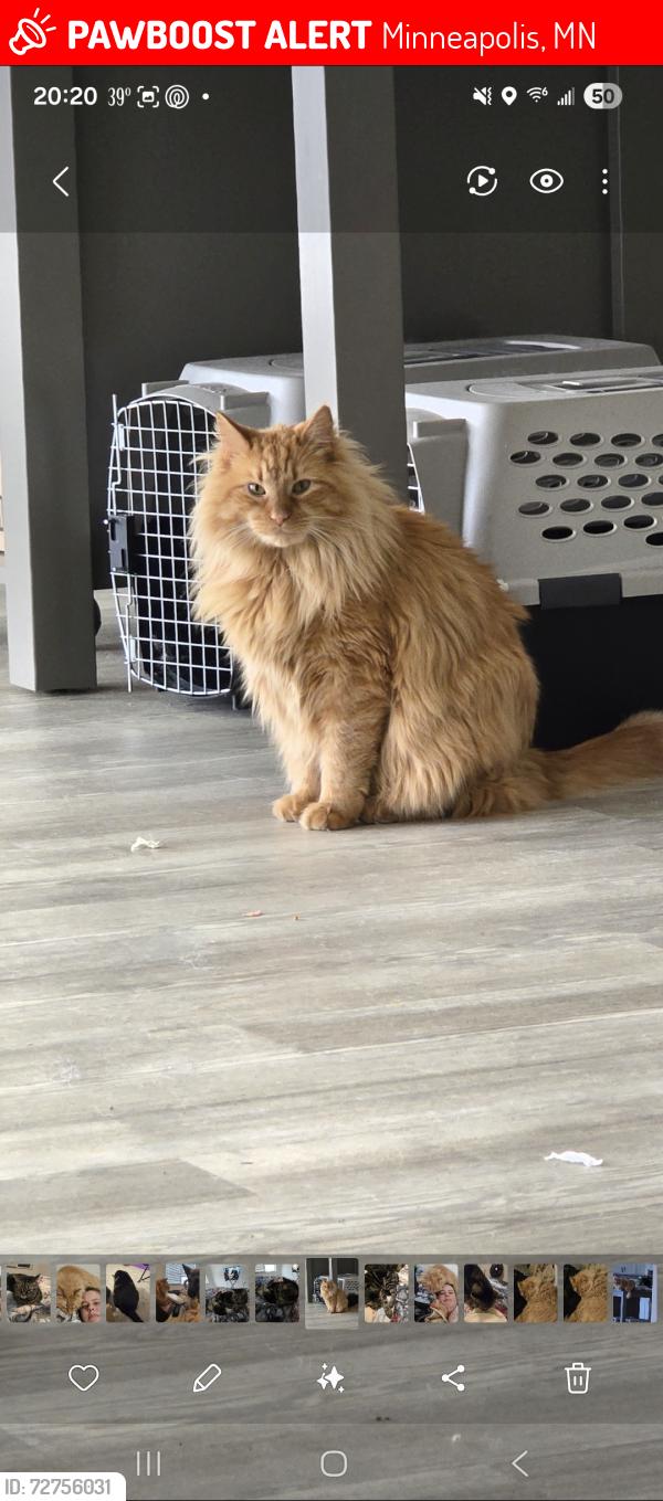 Lost Male Cat last seen Hennepin ave and 8th, Minneapolis, MN 55402