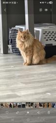 Lost Male Cat last seen Hennepin ave and 8th, Minneapolis, MN 55402