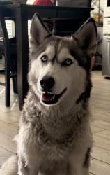 Lost Female Dog last seen Polk, Los Angeles, CA 91342
