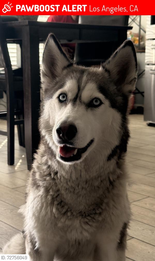 Lost Female Dog last seen Polk, Los Angeles, CA 91342