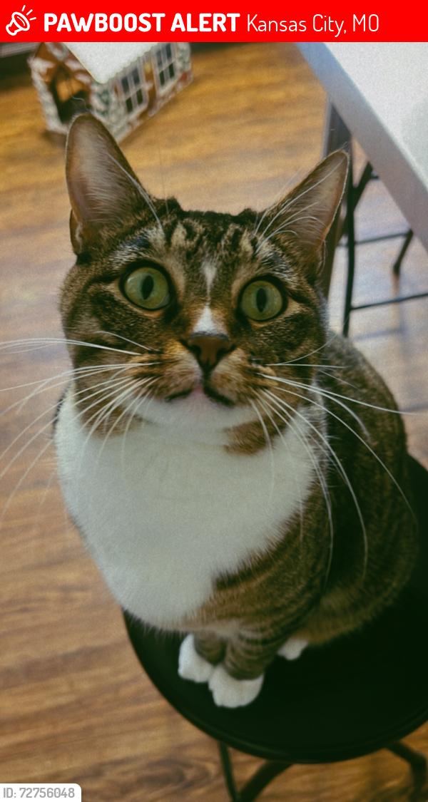 Lost Male Cat last seen Behind the nelson atkins museum / 41st and oak st. , Kansas City, MO 64111