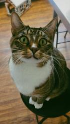 Lost Male Cat last seen Behind the nelson atkins museum / 41st and oak st. , Kansas City, MO 64111