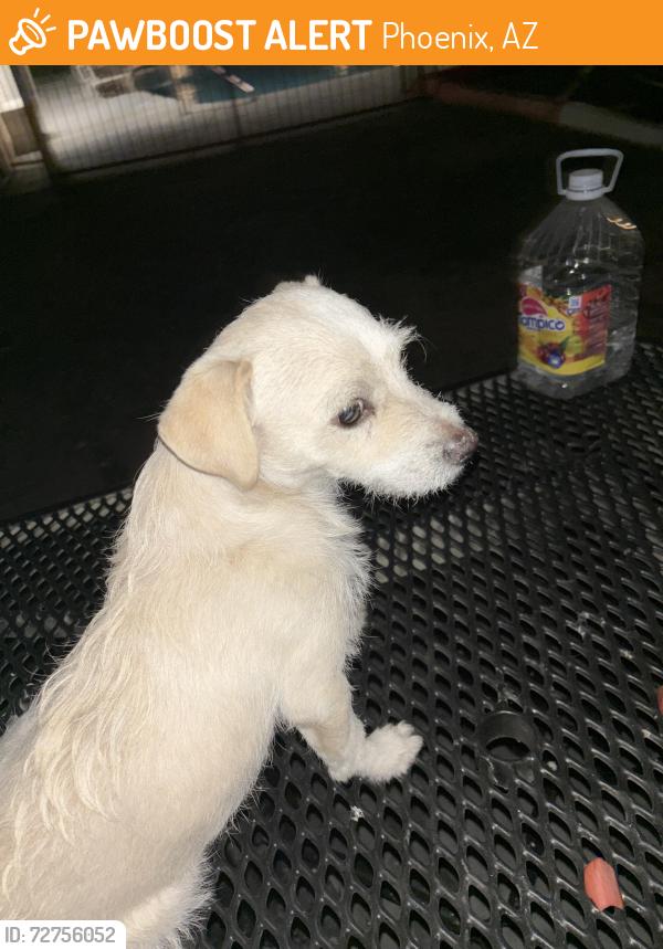 Found/Stray Unknown Dog last seen 16th and Peoria, Phoenix, AZ 85029