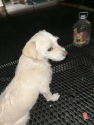 Found/Stray Unknown Dog last seen 16th and Peoria, Phoenix, AZ 85029
