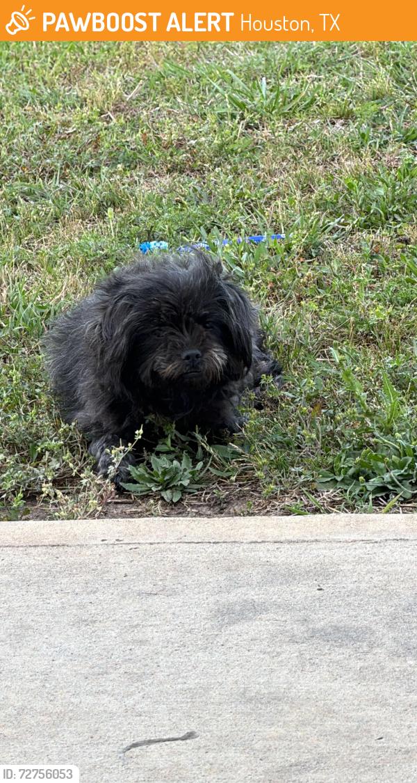 Found/Stray Female Dog last seen Blue Ridge Park, Houston, TX 77045