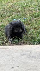 Found/Stray Female Dog last seen Blue Ridge Park, Houston, TX 77045