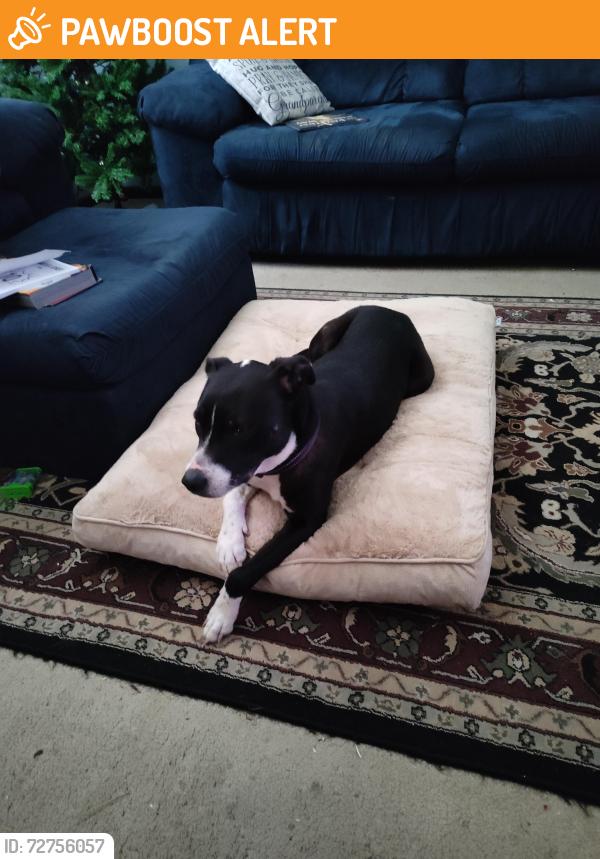 Found/Stray Female Dog last seen Hillcrest Boulevard and Bobby Jones, St. Tammany Parish, LA 70420