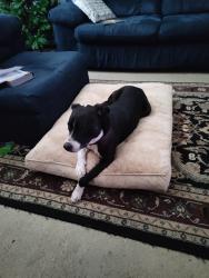 Found/Stray Female Dog last seen Hillcrest Boulevard and Bobby Jones, St. Tammany Parish, LA 70420
