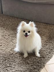 Found/Stray Female Dog last seen East ave, Rancho Cucamonga, CA 91730