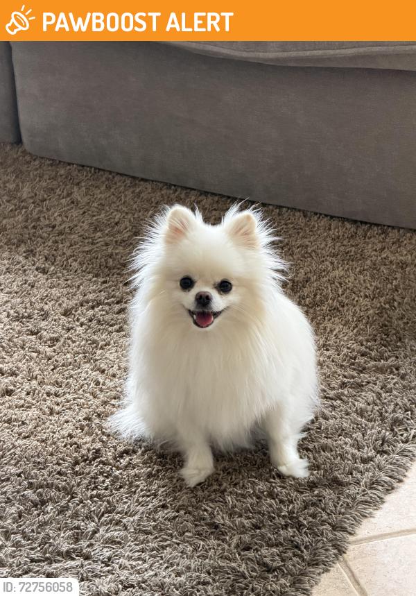 Found/Stray Female Dog last seen East ave, Rancho Cucamonga, CA 91730