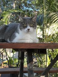 Lost Male Cat last seen SAN Marcos california , San Marcos, CA 92078