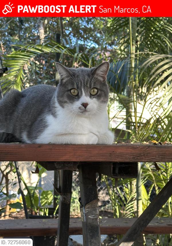 Lost Male Cat last seen SAN Marcos california , San Marcos, CA 92078