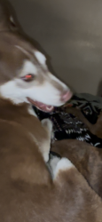 Lost Male Dog last seen Target , El Paso, TX 79936