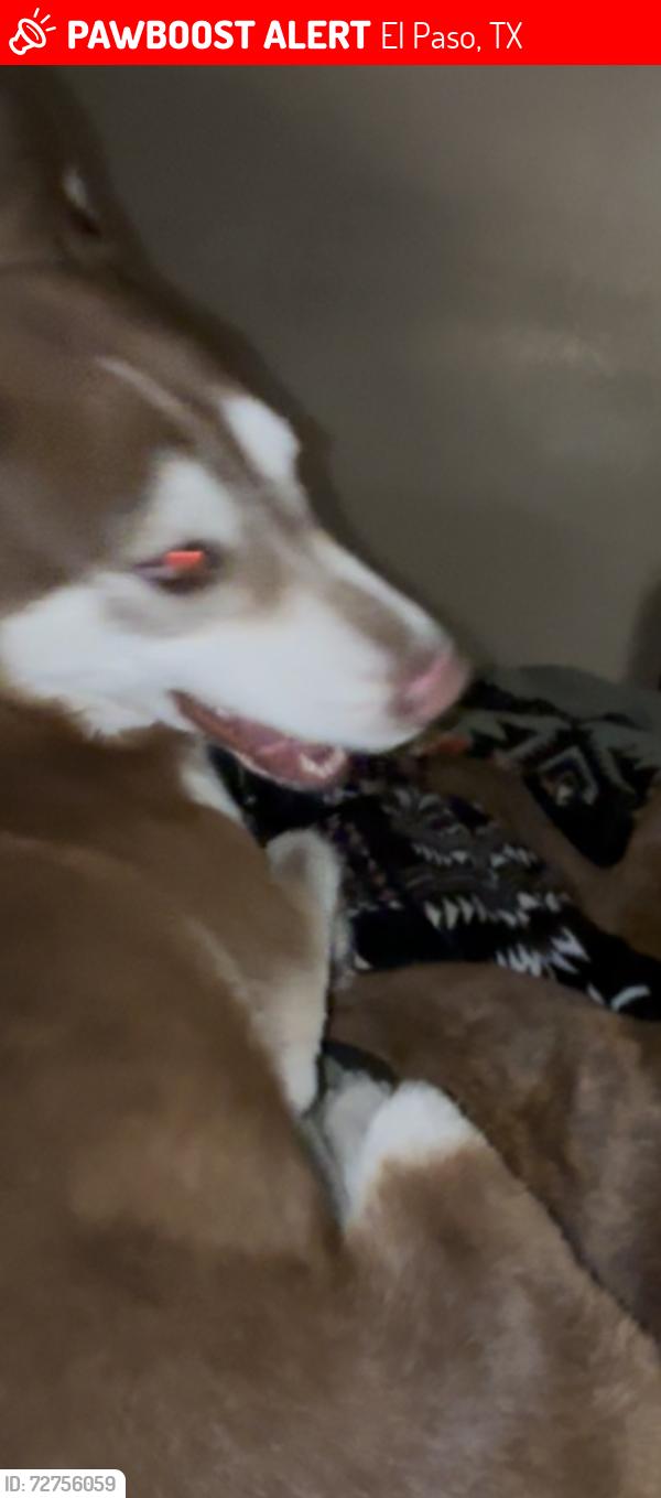 Lost Male Dog last seen Target , El Paso, TX 79936