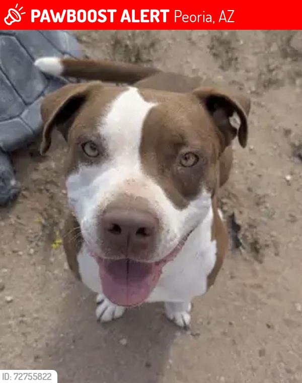Lost Male Dog last seen 75th Ave & Peoria, Peoria, AZ 85345
