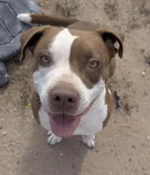 Lost Male Dog last seen 75th Ave & Peoria, Peoria, AZ 85345