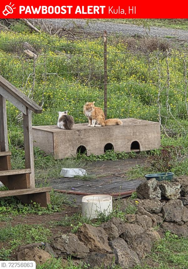 Lost Male Cat last seen Lower Kula rd, Kula, HI 96790