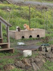Lost Male Cat last seen Lower Kula rd, Kula, HI 96790