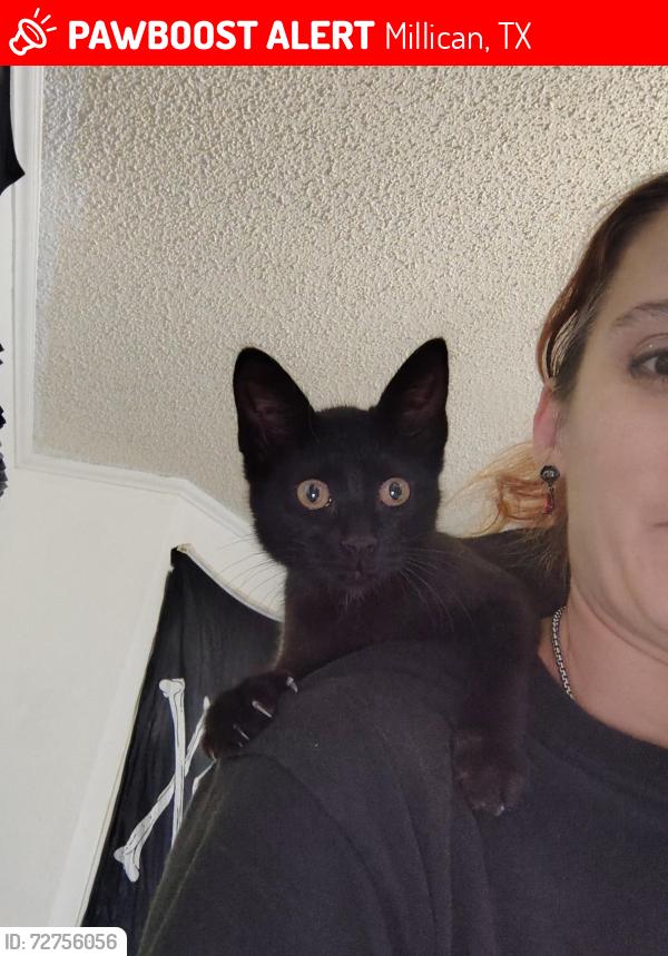 Lost Female Cat last seen Fm2154 rd, Millican, TX 77866
