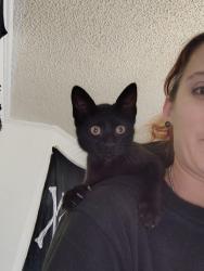 Lost Female Cat last seen Fm2154 rd, Millican, TX 77866