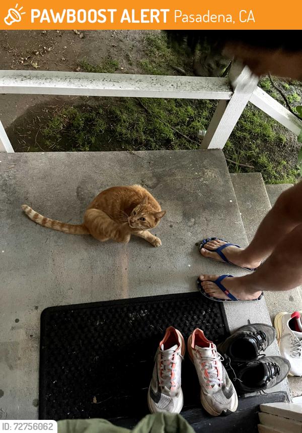 Found/Stray Female Cat last seen Sierra MAdre Blvd, Pasadena, CA 91107