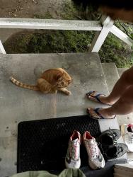 Found/Stray Female Cat last seen Sierra MAdre Blvd, Pasadena, CA 91107