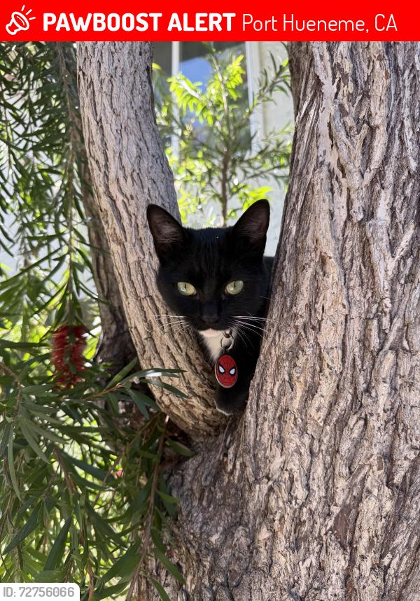 Lost Female Cat last seen bolker & hemlock, Port Hueneme, CA 93041