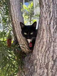 Lost Female Cat last seen bolker & hemlock, Port Hueneme, CA 93041