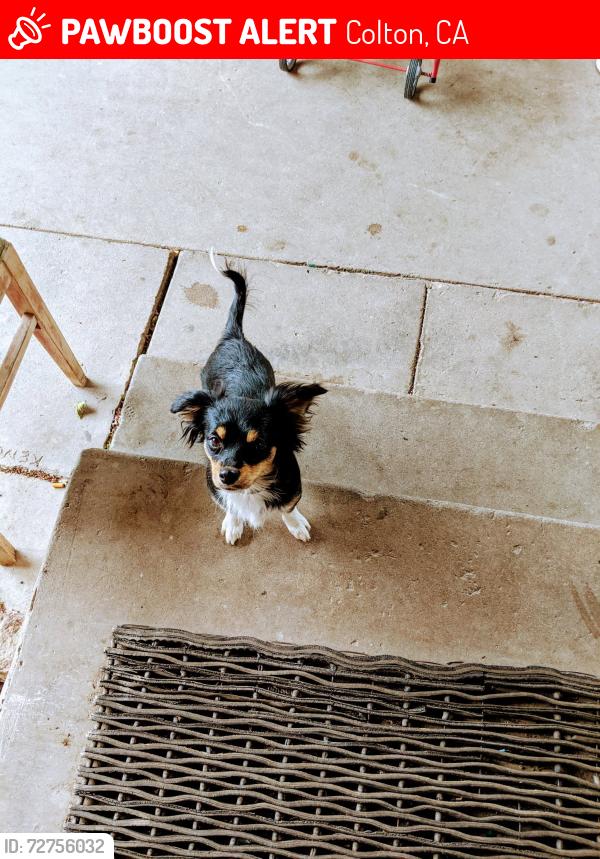 Lost Female Dog last seen West K Street San Bernardino 92401, Colton, CA 92324
