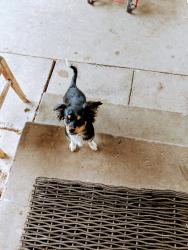 Lost Female Dog last seen West K Street San Bernardino 92401, Colton, CA 92324