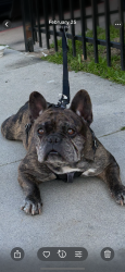 Reunited Male Dog last seen Kern and Duffy st , Muscoy, CA 92407