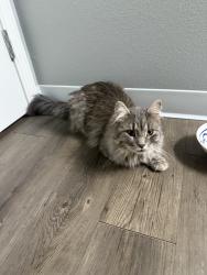 Found/Stray Unknown Cat last seen Kirkwood Pkway SW and Artesa Bell Dr SW, Cedar Rapids, IA 52404