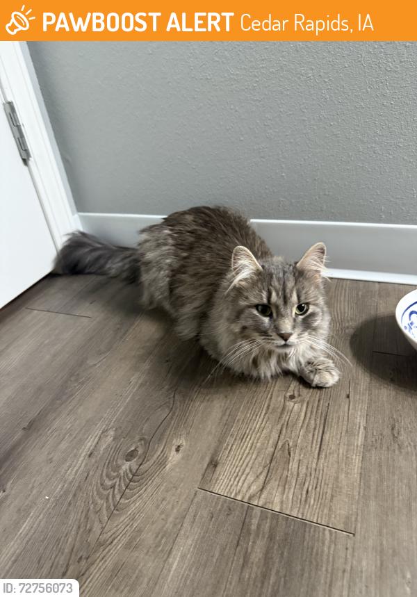 Found/Stray Unknown Cat last seen Kirkwood Pkway SW and Artesa Bell Dr SW, Cedar Rapids, IA 52404